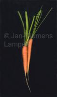Carrots 02