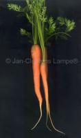 Carrots 01 